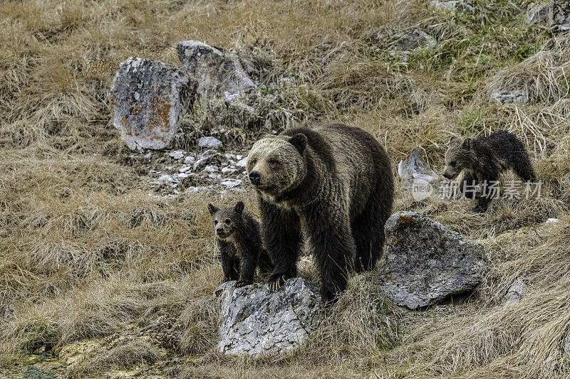 灰熊(Ursus arctos horbilis)，也被称为北美棕熊或简称为灰熊，是居住在北美的棕熊的一个种群或亚种。黄石国家公园，怀俄明州。熊妈妈和小熊们。